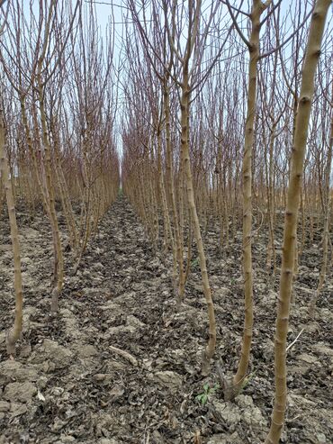 Şitillər: Ərik Tingləri . "Saglam Tinglər Saglam Bagçiliqin Təminatidir"🌱 Yeni — 9