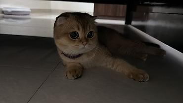 Мышыктар сатылат: 🐱 Продаются две шотландские кошки — Бишкек Ищем любящих и — 3