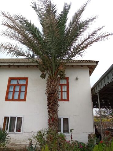 сколько стоит пальма в горшке: Xurma (xurma xurması) ağacı - Növ: Xurma palmı (phoenix dactylifera