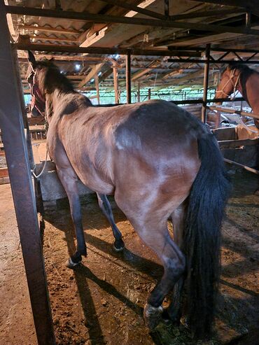 лошадь кыргызстан: Продаю | Кобыла (самка) | На забой | Племенные