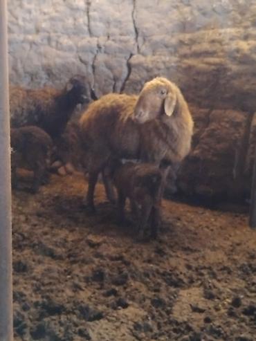 Баран, овца: Продаю | Овца (самка) | Для разведения | Матка — 7