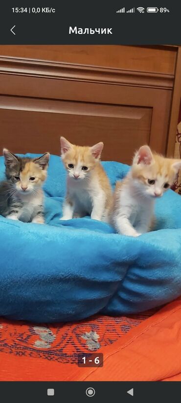 кошка кошка: Предлагаются котята с уникальным окрасом, сочетающим серые, белые и