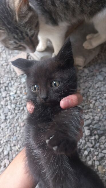 Кошка даром: Египетский мау, 2 месяца, Мальчик at lalafo.kg Кошка даром: Египетский мау, 2 месяца, Мальчик