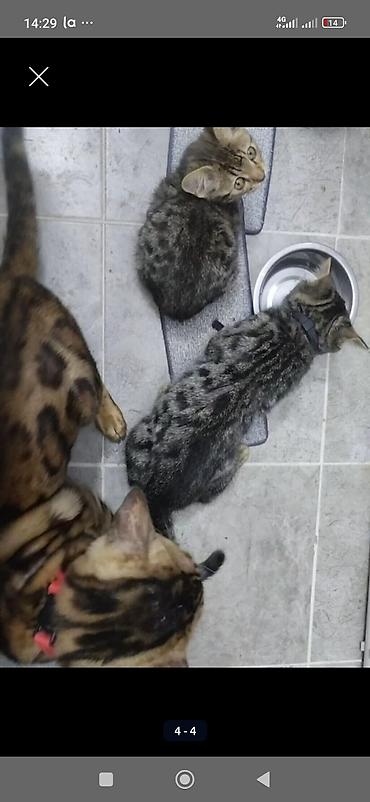 кошка саванна цена: Бенгальская, 4 месяца, Мальчик, Черный, Приучена к лотку — 5