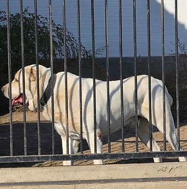 bulldog: Vrhunski A Z I J A T za parenje Azijat 3 godine sa 51 izlozbom i — 4