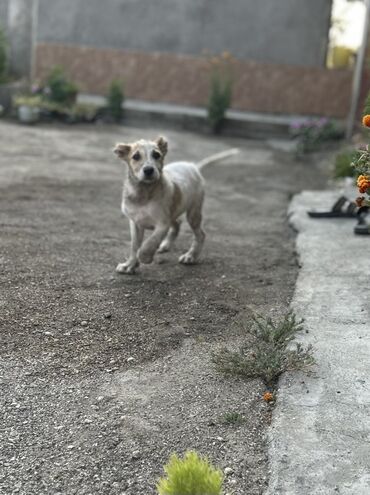 it bazari bakida: Alabay, 2 ay, Erkek, Cütləşmə üçün, Ünvandan götürmə