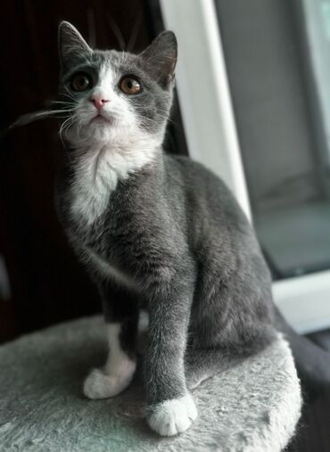 купить бурманскую кошку: Котенок подросток ищет дом. Девочка, очень красивая,серая с белыми