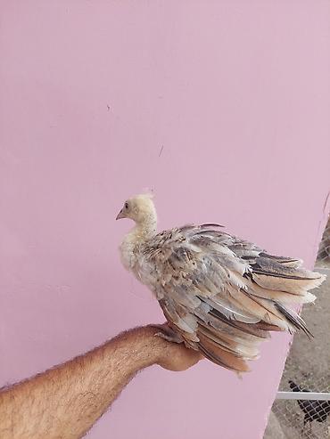 at satisi qiymetleri: Salam tovuzquşu balalari satilir. 1 ededi 40 manata — 3