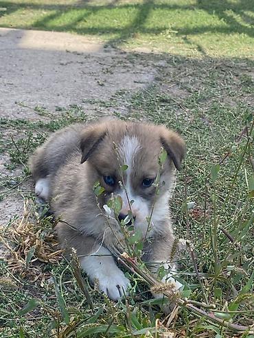 Продажа собак: Алабай, 2 месяца, Самка — 1