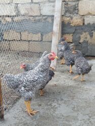 Digər quşlar: 6 eded 3 ayliq amroks cinsi(3 fere 3 xoruz)6 ededi 65azn. 8 eded 5 — 12