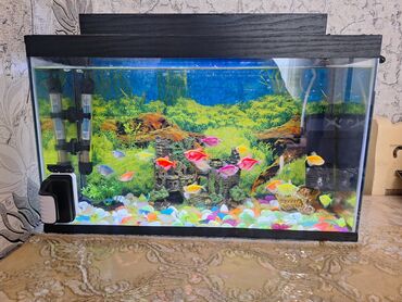 akvarium sumqayit: Akvaryum satilir. içinde 20 eded balıq hava filteri, qızdırıcı