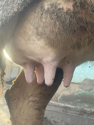 Коровы, быки: Продаю | Корова (самка) | Алатауская | Для разведения, Для молока at lalafo.kg — 12 Коровы, быки: Продаю | Корова (самка) | Алатауская | Для разведения, Для молока — 12