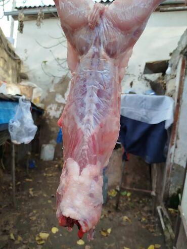 Ət: Dovşan eti halal kesilmiş halal ceki 1 ededi gelir 1k.800q. 1k.500q -da lalafo.az — 34 Ət: Dovşan eti halal kesilmiş halal ceki 1 ededi gelir 1k.800q. 1k.500q — 34