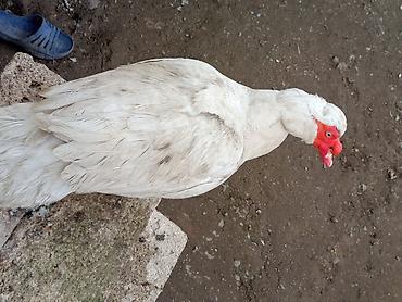 Ördəklər: Kom şeklinde SATLİR Erkey 2 denedi 10 dişi di tecılı satlir erkeyler — 2