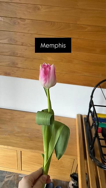 Букеты из живых цветов: Тюльпан оптом 2026 Продам оптом оптом оптом От 500шт Самые лучшие at lalafo.kg — 6 Букеты из живых цветов: Тюльпан оптом 2026 Продам оптом оптом оптом От 500шт Самые лучшие — 6