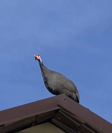 трафареты для рисования животных: Продам цесарок