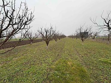 Prodaja zemljišta: Plac Ugrinovci centar, 110 ari + voćnjak Uknjižen 1/1 na ime vlasnika — 1