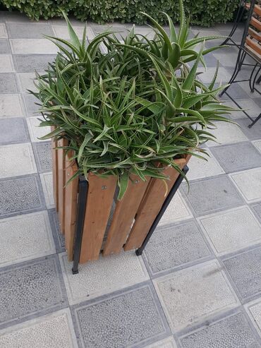 Bitkilər üçün dibçəklər: Taxta bitki stendləri və saksı dayaqları - Material: təbii ağac. Açıq — 32