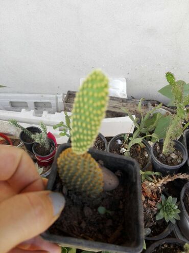 Houseplants: Kaktusi
