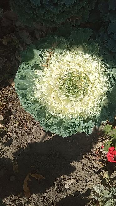 кот костюм: Декоративная капуста (Brassica oleracea var. acephala) для озеленения — 1