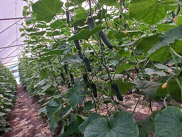 Продажа сельхоз предприятий: Кошара, 1500 соток, Действующий, С оборудованием, Электричество, Канализация, Отопление — 16