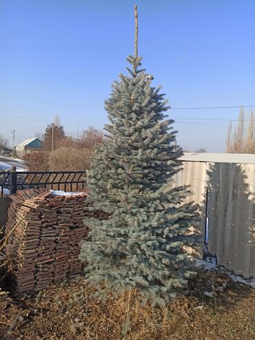 Декоративные деревья: Саженцы деревьев: Ели — 15