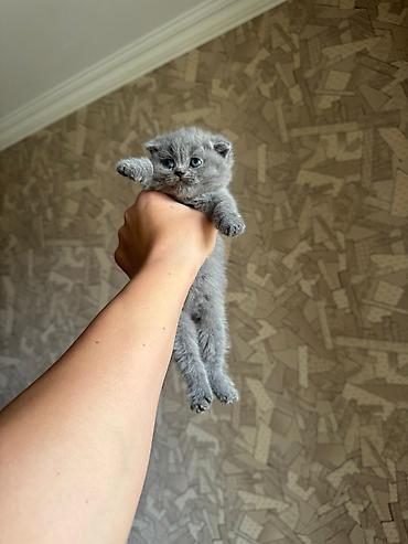 Кошки: Шотландская вислоухая, В добрые руки — 1