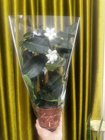 продам шиповник: 🌿 Сатылат: Жыпар жыттуу стeфанотис гүлү 🌿 💐 Ак, кооз гүлдөрү менен