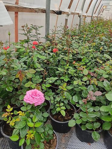 Çöl bitkiləri: Kitayski roza ve nezer gulleri — 8