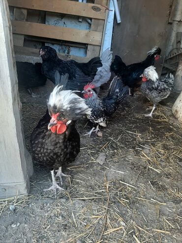 продам цыплят: Продаю петухов бентанки 4,5 месяцев