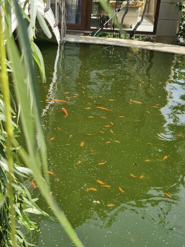 Balıqlar: Koi Yapon Qizil baliqlari. Hovuz seraitinde yasayirlar. Istiye ve — 4