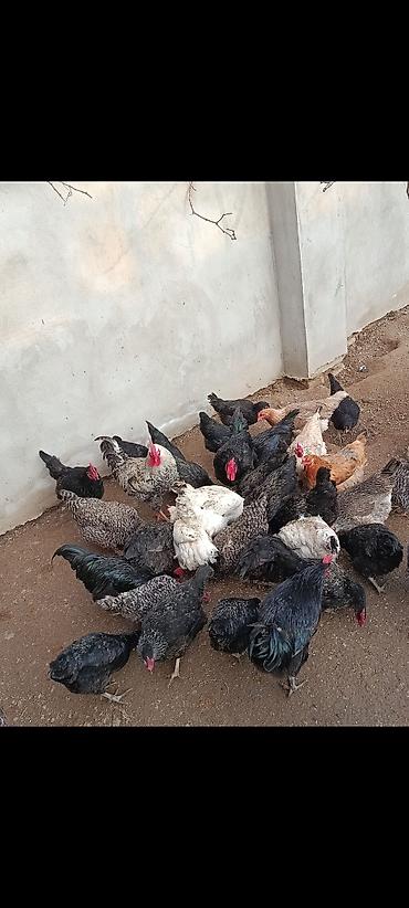 Toyuqlar: Toyuq, Damazlıq, Ünvandan götürmə — 9