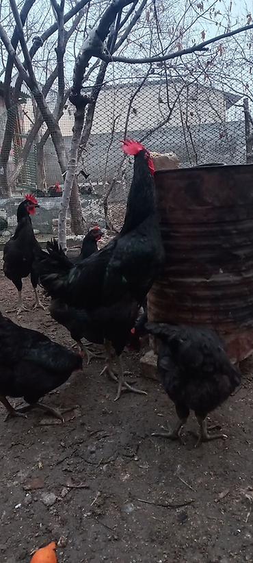 Куры, петухи: Продаю | Куры, Петух, Цыплята | Для разведения — 4
