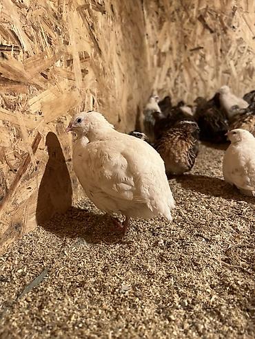 Другие с/х животные: Перепела разных окрасов для домашнего хозяйства Перепелки живые: 2х — 6