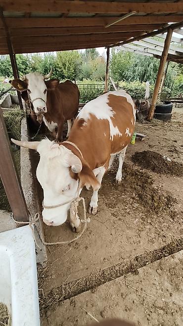 укол для бычка: Продаю | Корова (самка) | Для молока | Привязанные — 4