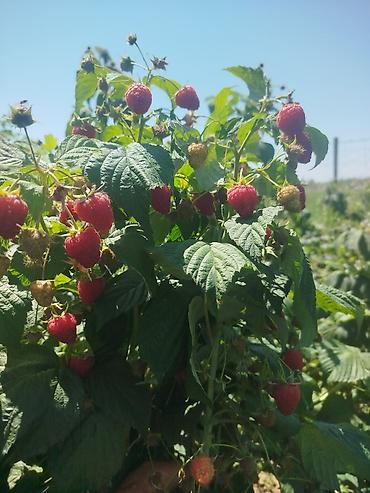 Малина: Малина Дүң — 1