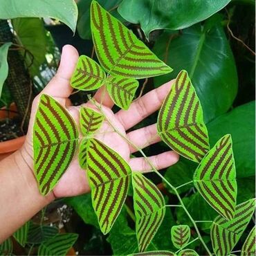 Semena i sadnice: Cena 650din 10 semenki — 3