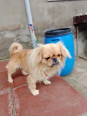 i̇t satisi: Pekines — 3