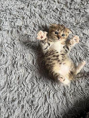 кошки маин кун: Беспородная, 1 месяц, Мальчик, Приучена к лотку — 8