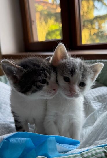 Pişiklər: Erkək, Dişi, Yaxşı əllərə — 1