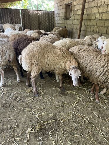 Akvarium aksessuar və ləvazimatları: Erkəy quzudu hamısı,sağlam və keyfiyyətli. Hamısın alan olsa qiyməti
