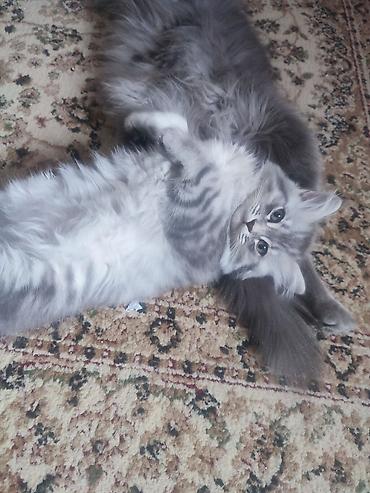 Pişiklər: Britan — 7