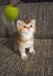 Britan, Erkək, Yaxşı əllərə, Ünvandan götürmə