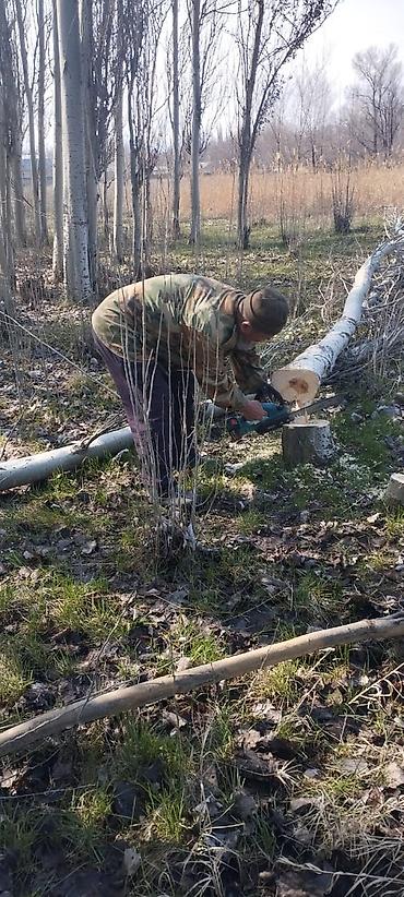 Баран, овца: Продаю | Овца (самка) | Меринос | Для разведения | Матка — 14