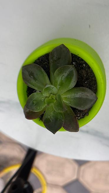 Кактусы: В наличии ❗️‼️ Самые необычные цветы😍как будто с другой планеты 🪐 — 12