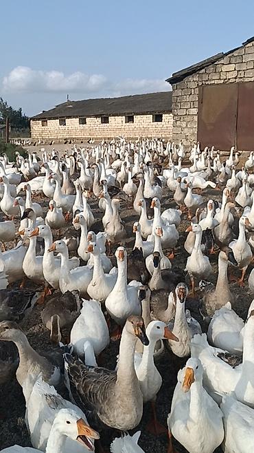 ev quşlari haqqinda melumat: Salam . 1illik linda kuban qaz surusu satılır 400ədəd qazdı tam — 3