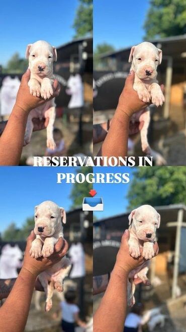 Psi: Štenci Dogo Argentino rezervacija vrhunskog porekla Samo kontakt