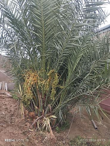 küknar ağacı: Xurma palmaları (Phoenix dactylifera) – çoxgövdəli, məhsuldar ağac - — 1
