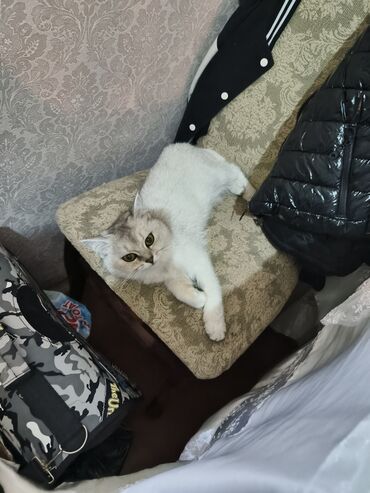 british shorthair qiymetleri: Britan, Dişi, Ünvandan götürmə