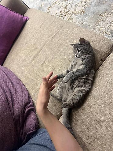 текен 250: Кошка даром: Беспородная, 3 месяца, Девочка, Приучена к лотку — 3